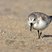 Sanderling